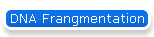 DNA Frangmentation