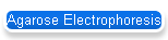 Agarose Electrophoresis