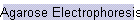 Agarose Electrophoresis