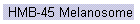HMB-45 Melanosome
