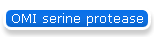 OMI serine protease