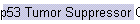 p53 Tumor Suppressor Gene