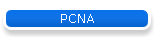 PCNA