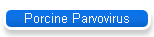 Porcine Parvovirus
