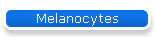 Melanocytes