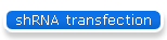 shRNA transfection