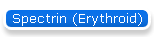 Spectrin (Erythroid)