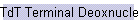 TdT Terminal Deoxnucleotidyl