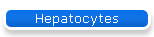 Hepatocytes