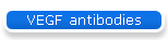 VEGF antibodies